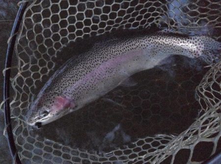 大安トラウトレイク 釣果